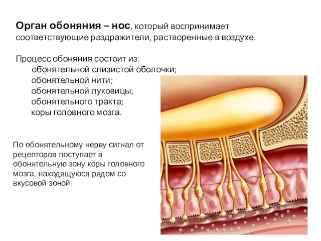 Орган обоняния – нос, который воспринимает соответствующие раздражители, растворенные в