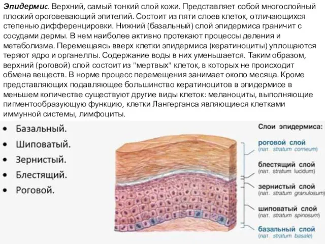 Эпидермиc. Верхний, самый тонкий слой кожи. Представляет собой многослойный плоский