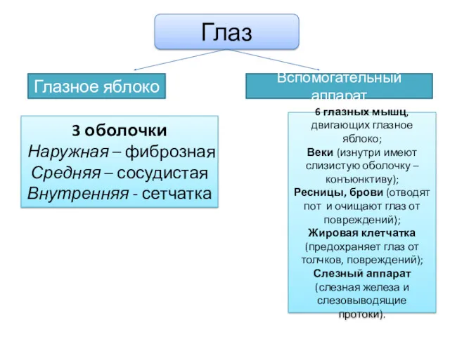 Глаз Глазное яблоко Вспомогательный аппарат 6 глазных мышц, двигающих глазное