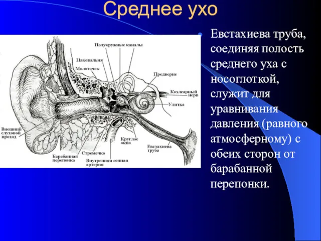 Среднее ухо Евстахиева труба, соединяя полость среднего уха с носоглоткой,