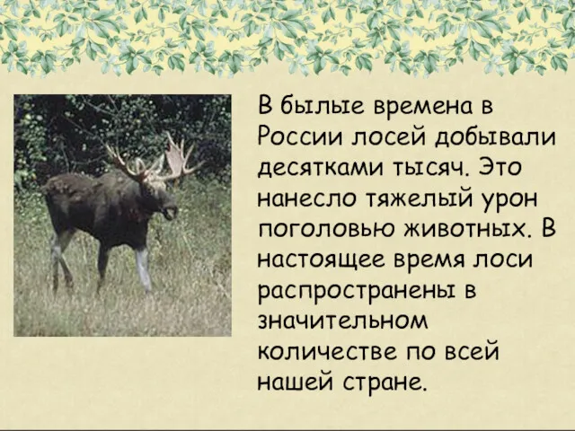 В былые времена в России лосей добывали десятками тысяч. Это