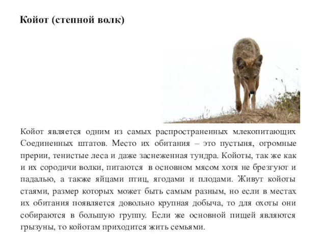 Койот (степной волк) Койот является одним из самых распространенных млекопитающих