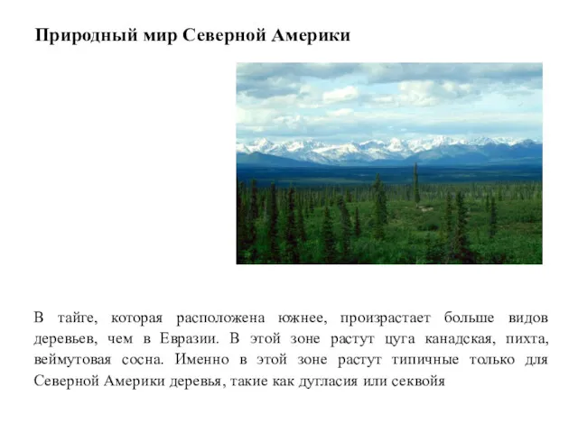 Природный мир Северной Америки В тайге, которая расположена южнее, произрастает