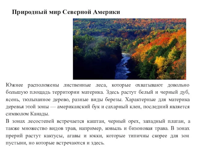 Природный мир Северной Америки Южнее расположены лиственные леса, которые охватывают