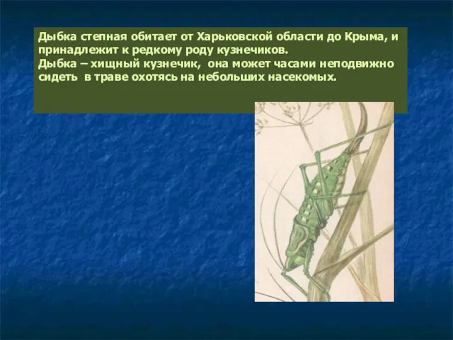 Дыбка степная обитает от Харьковской области до Крыма, и принадлежит к редкому роду