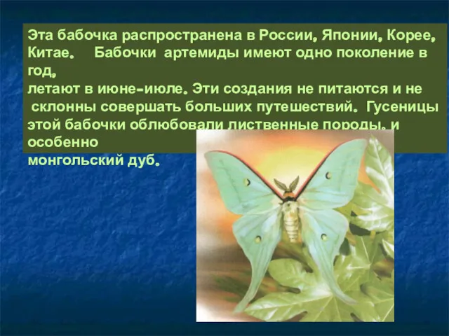Эта бабочка распространена в России, Японии, Корее, Китае. Бабочки артемиды имеют одно поколение
