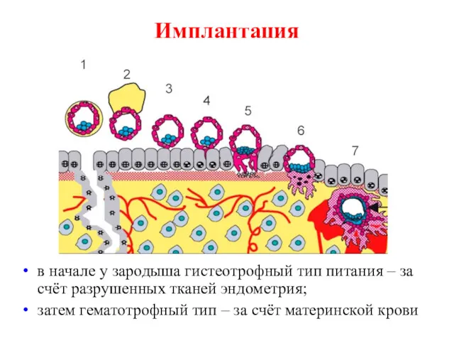 Имплантация в начале у зародыша гистеотрофный тип питания – за счёт разрушенных тканей