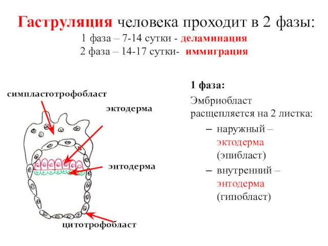 Гаструляция человека проходит в 2 фазы: 1 фаза – 7-14