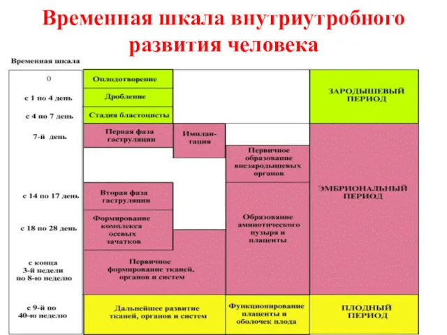 Временная шкала внутриутробного развития человека