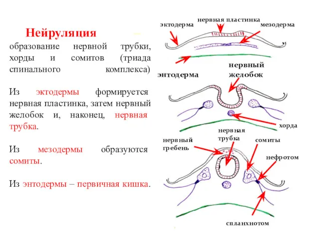 Нейруляция – образование нервной трубки, хорды и сомитов (триада спинального комплекса) Из эктодермы