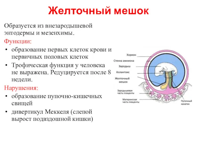 Желточный мешок Образуется из внезародышевой энтодермы и мезенхимы. Функции: образование первых клеток крови