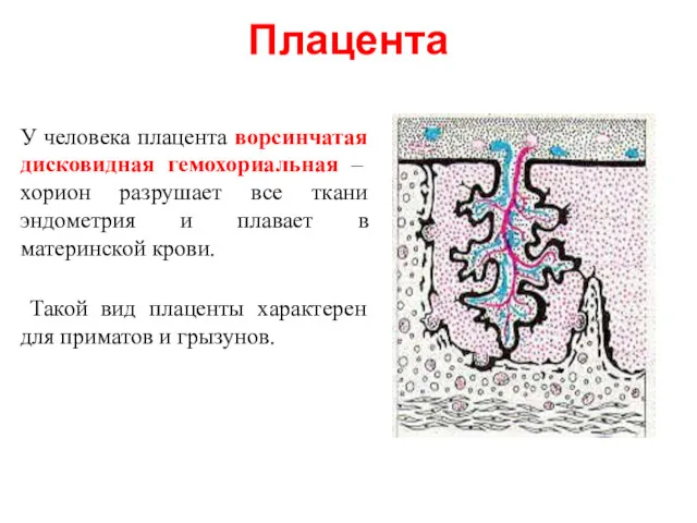 Плацента У человека плацента ворсинчатая дисковидная гемохориальная – хорион разрушает