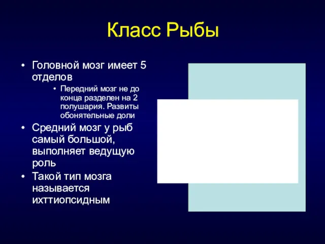 Класс Рыбы Головной мозг имеет 5 отделов Передний мозг не