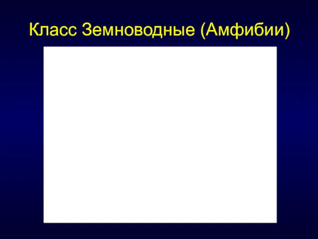 Класс Земноводные (Амфибии)