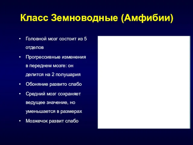 Класс Земноводные (Амфибии) Головной мозг состоит из 5 отделов Прогрессивные