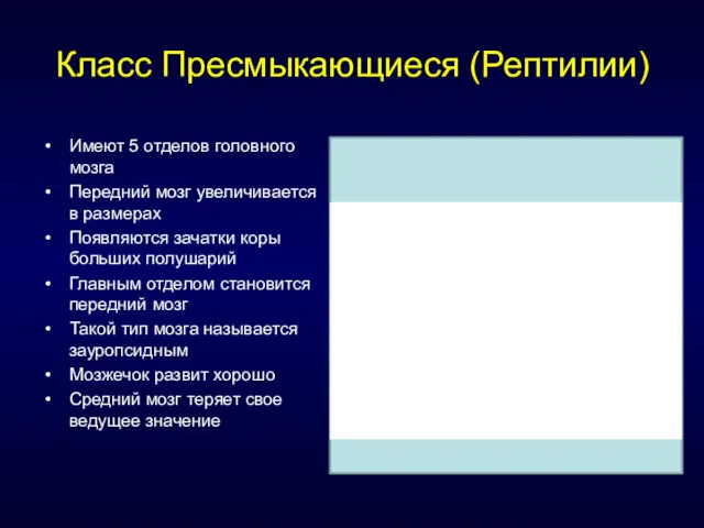 Класс Пресмыкающиеся (Рептилии) Имеют 5 отделов головного мозга Передний мозг