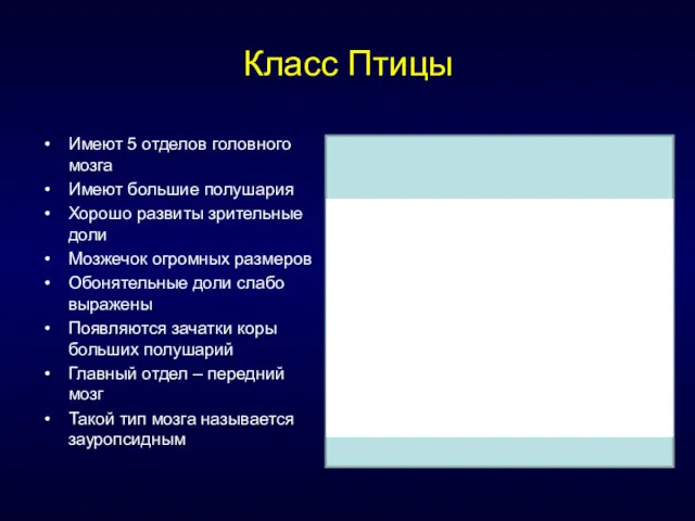 Класс Птицы Имеют 5 отделов головного мозга Имеют большие полушария