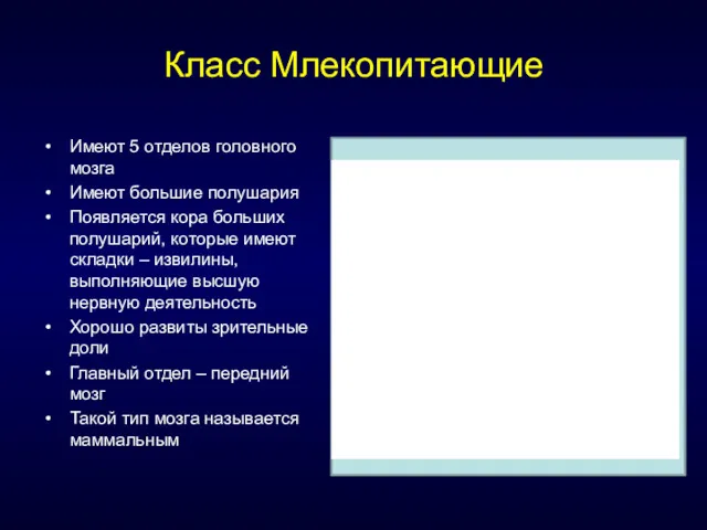 Класс Млекопитающие Имеют 5 отделов головного мозга Имеют большие полушария