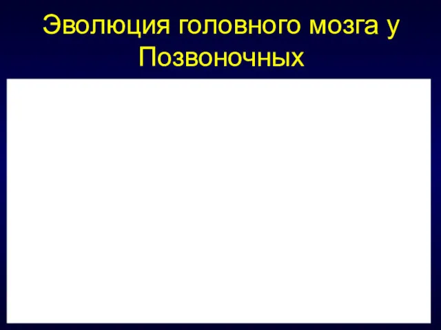 Эволюция головного мозга у Позвоночных