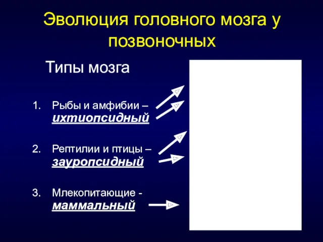 Эволюция головного мозга у позвоночных Типы мозга Рыбы и амфибии