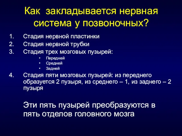 Как закладывается нервная система у позвоночных? Стадия нервной пластинки Стадия