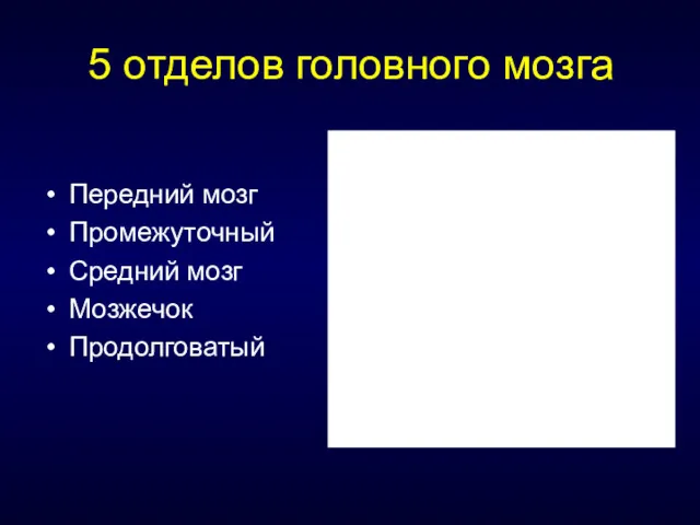 5 отделов головного мозга Передний мозг Промежуточный Средний мозг Мозжечок Продолговатый