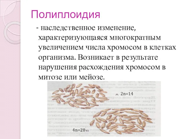 Полиплоидия - наследственное изменение, характеризующаяся многократным увеличением числа хромосом в