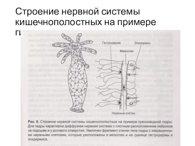 Строение нервной системы кишечнополостных на примере гидры.