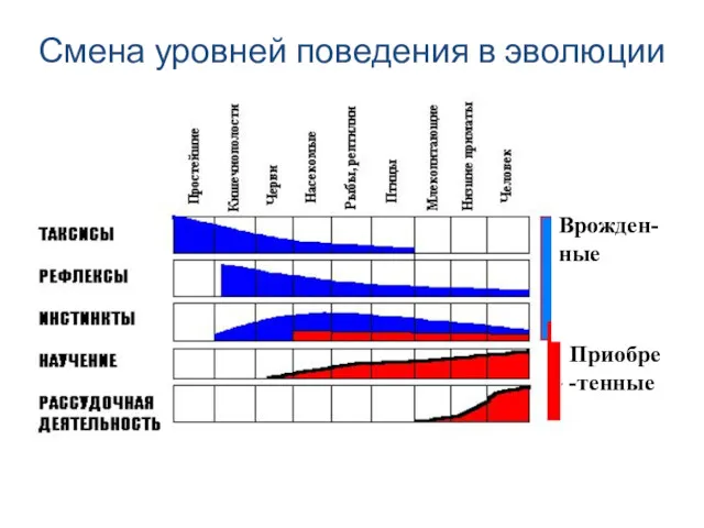 Смена уровней поведения в эволюции Врожден-ные Приобре-тенные