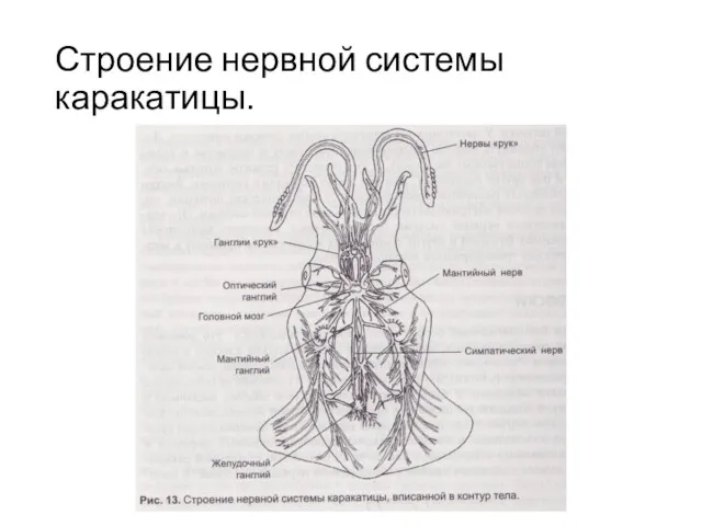 Строение нервной системы каракатицы.