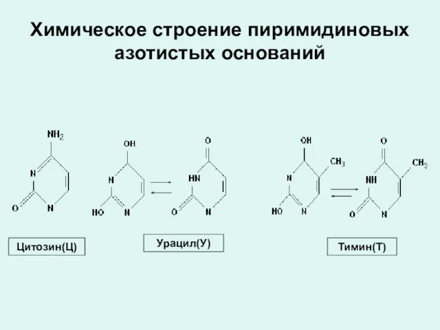 Химическое строение пиримидиновых азотистых оснований Цитозин(Ц) Урацил(У) Тимин(Т)