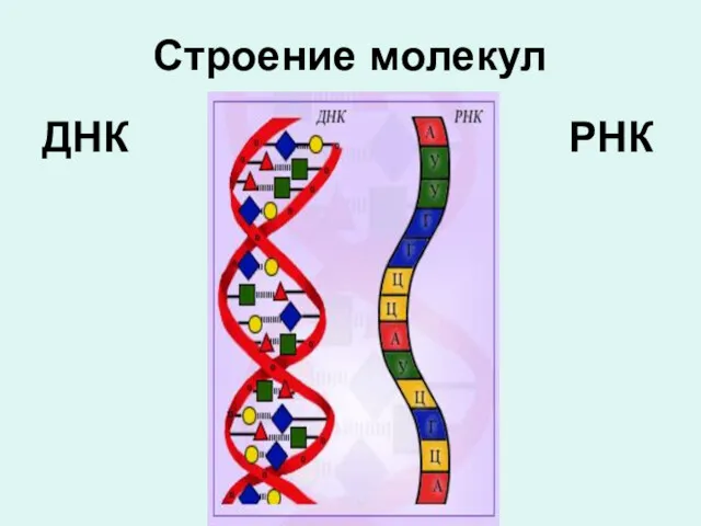 Строение молекул ДНК РНК