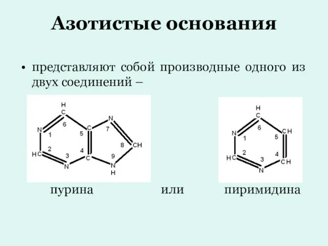 Азотистые основания представляют собой производные одного из двух соединений – пурина или пиримидина