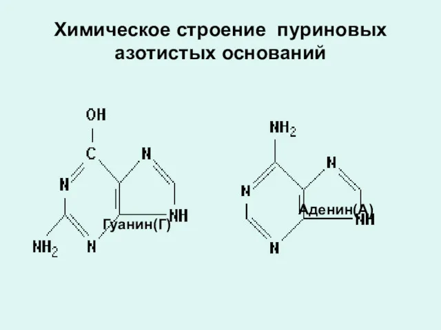 Химическое строение пуриновых азотистых оснований