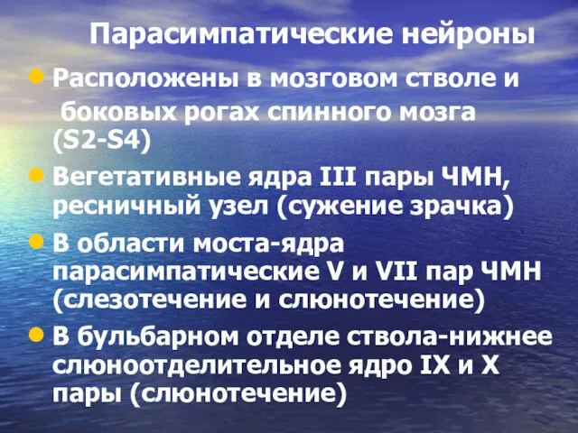 Парасимпатические нейроны Расположены в мозговом стволе и боковых рогах спинного