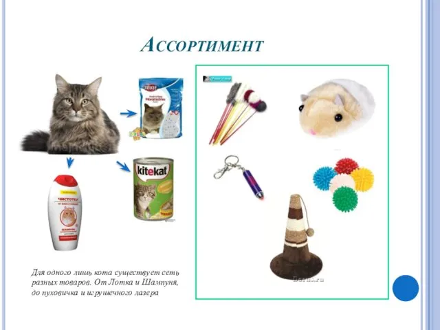 Ассортимент Для одного лишь кота существует сеть разных товаров. От