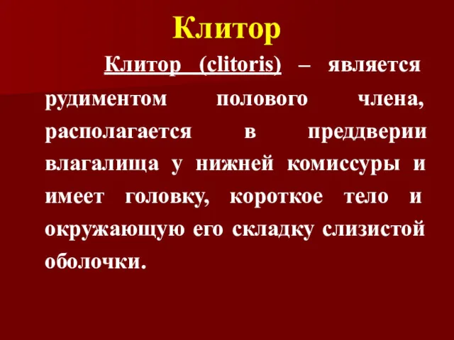 Клитор Клитор (clitoris) – является рудиментом полового члена, располагается в