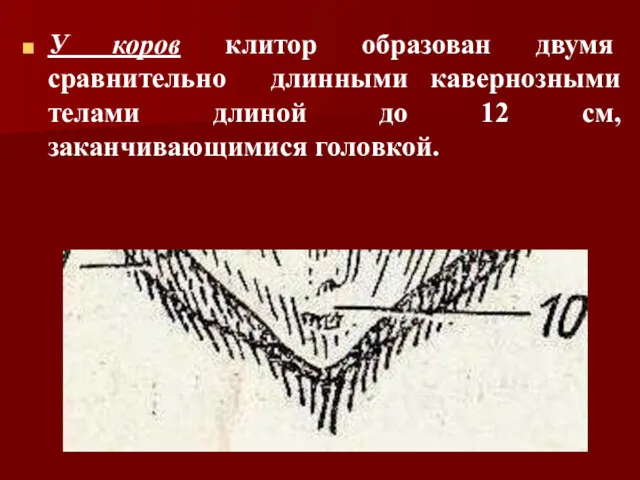 У коров клитор образован двумя сравнительно длинными кавернозными телами длиной до 12 см, заканчивающимися головкой.