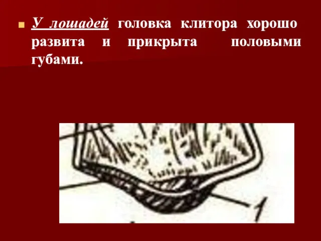 У лошадей головка клитора хорошо развита и прикрыта половыми губами.