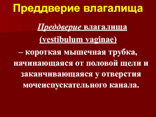 Преддверие влагалища Преддверие влагалища (vestibulum vaginae) – короткая мышечная трубка,