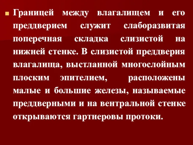 Границей между влагалищем и его преддверием служит слаборазвитая поперечная складка