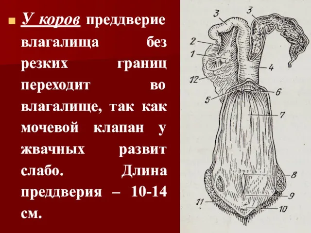 У коров преддверие влагалища без резких границ переходит во влагалище,