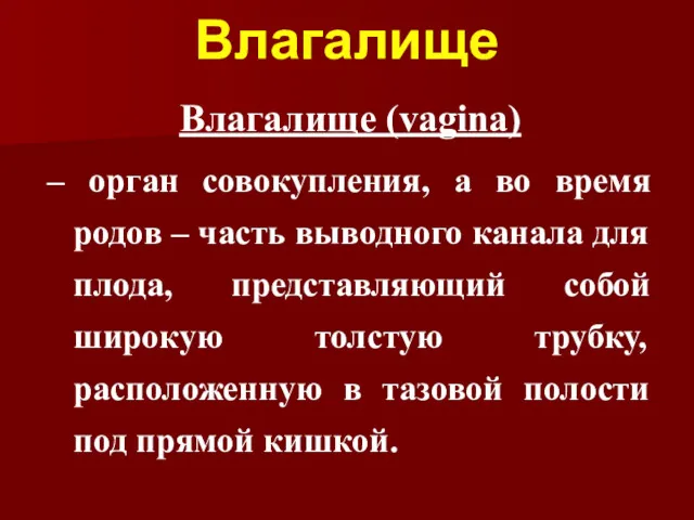 Влагалище Влагалище (vagina) – орган совокупления, а во время родов