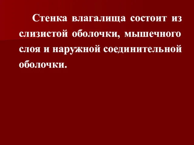 Стенка влагалища состоит из слизистой оболочки, мышечного слоя и наружной соединительной оболочки.