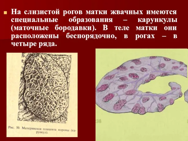 На слизистой рогов матки жвачных имеются специальные образования – карункулы