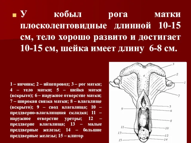 У кобыл рога матки плосколентовидные длинной 10-15 см, тело хорошо