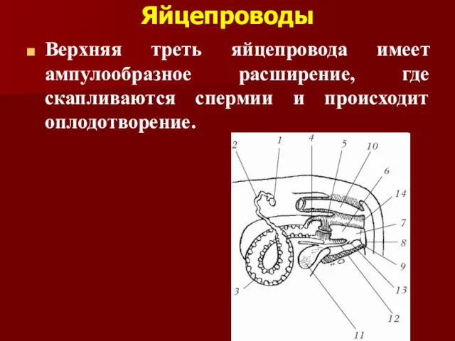 Яйцепроводы Верхняя треть яйцепровода имеет ампулообразное расширение, где скапливаются спермии и происходит оплодотворение.