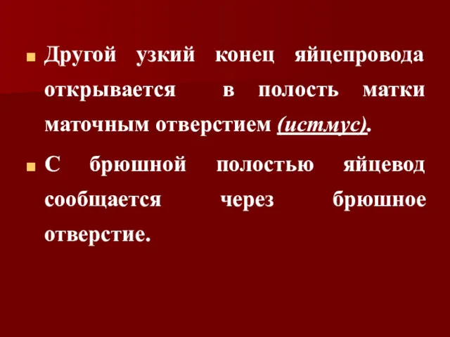 Другой узкий конец яйцепровода открывается в полость матки маточным отверстием