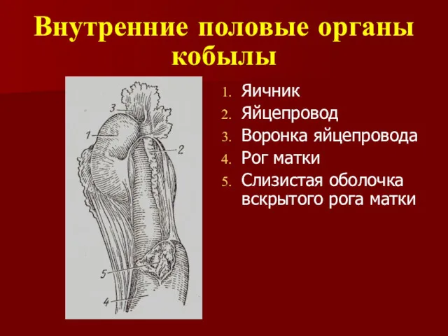 Внутренние половые органы кобылы Яичник Яйцепровод Воронка яйцепровода Рог матки Слизистая оболочка вскрытого рога матки