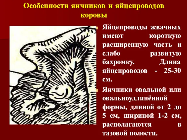 Особенности яичников и яйцепроводов коровы Яйцепроводы жвачных имеют короткую расширенную